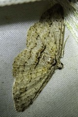 Didymoctenia exsuperata