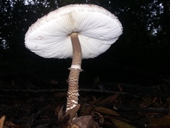 Macrolepiota colombiana