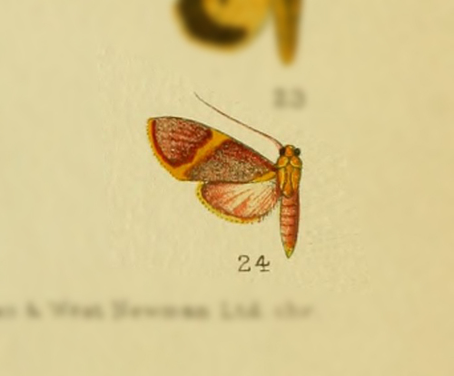 Paranerita carminata