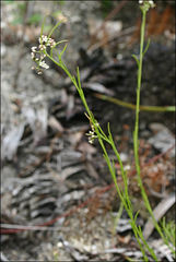 Platysace heterophylla