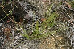 Platysace heterophylla