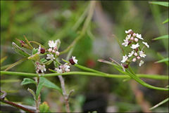 Platysace heterophylla