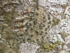 Cresponea chloroconia