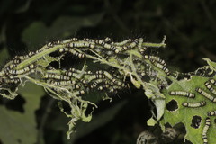 Dysschema leucophaea