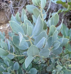 Arctostaphylos hooveri