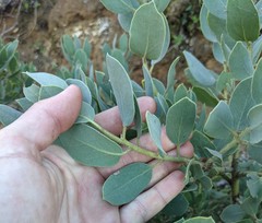 Arctostaphylos hooveri
