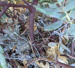 Arctostaphylos hooveri