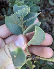 Arctostaphylos hooveri