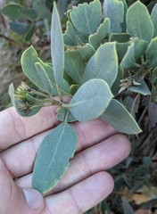 Arctostaphylos hooveri