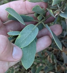 Arctostaphylos hooveri