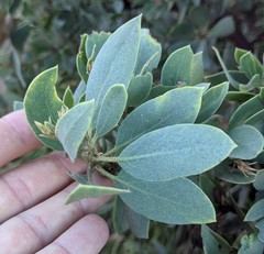 Arctostaphylos hooveri