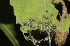 Dysschema leucophaea