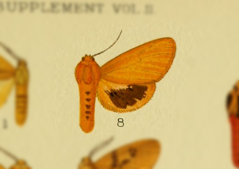 Popoudina leighi