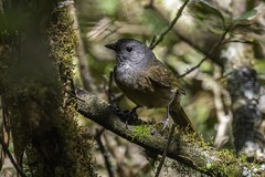 Pachycephala olivacea