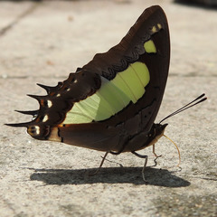 Polyura agraria