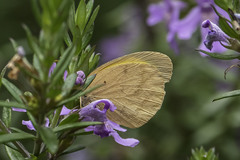 Eurema herla