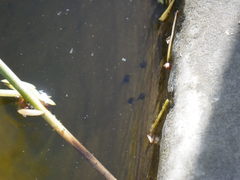 Pseudacris sierra