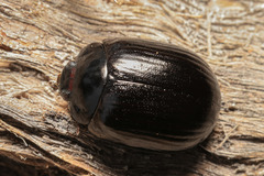 Paropsisterna morio