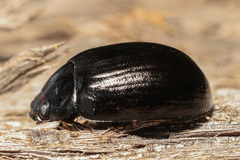 Paropsisterna morio