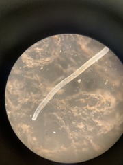 Nematoda