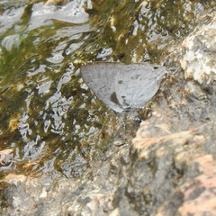 Hypolycaena nilgirica