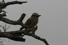 Coracias naevius mosambicus