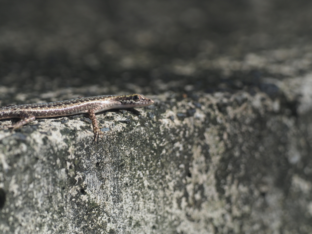 Palau Snake Eyed Skink