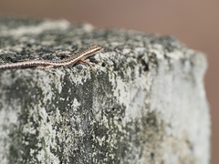 Cryptoblepharus rutilus