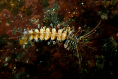 Amblyosyllis