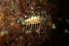 Amblyosyllis