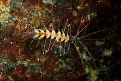Amblyosyllis