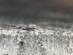 Cryptoblepharus rutilus