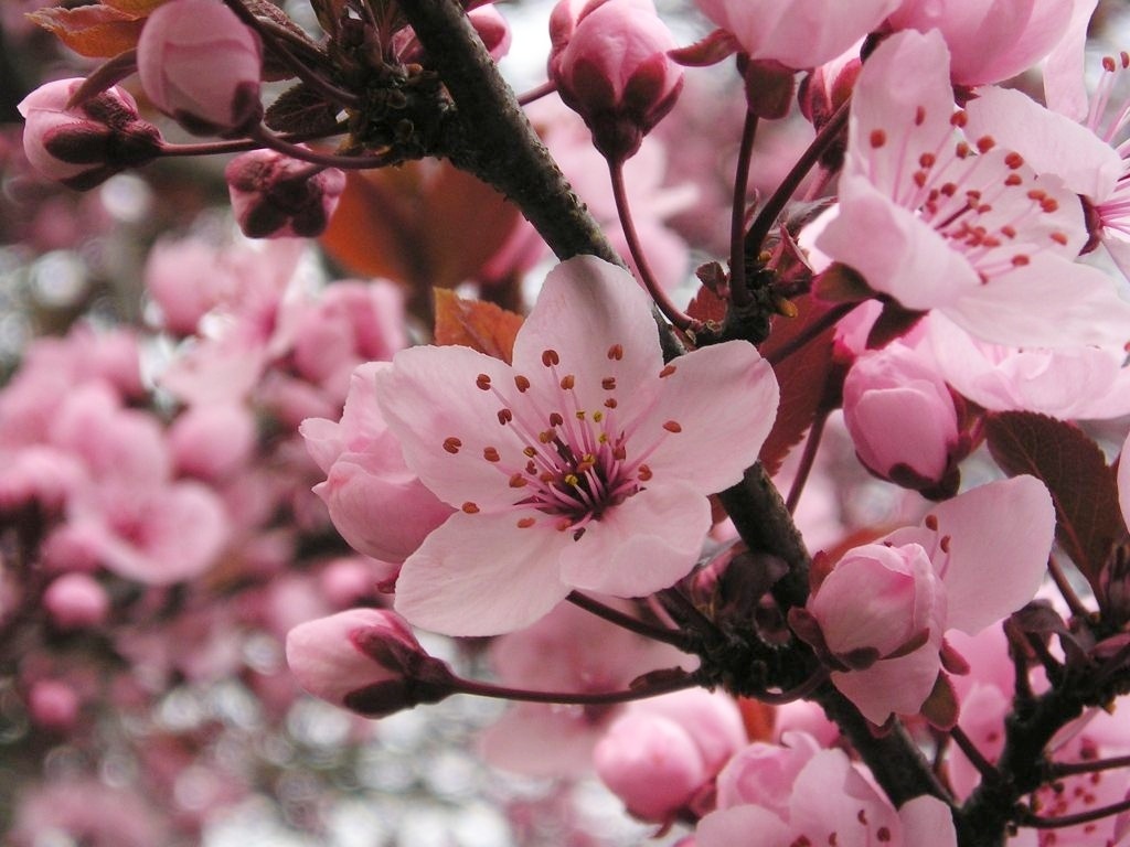 Plum, Cherry, and Peach Blossoms - The Differences Between Them