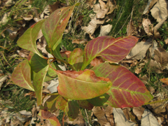 Lysimachia clethroides