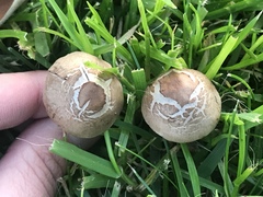 Panaeolus fimicola