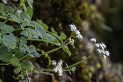 Gingidia rupicola