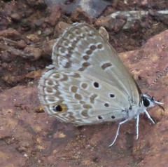 Euchrysops subpallida