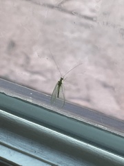 Chrysopa nigricornis