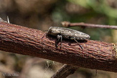 Chrysobothris basalis