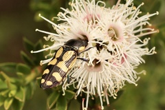 Castiarina adelaidae