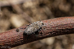 Chrysobothris basalis