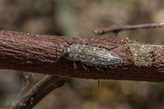 Chrysobothris basalis