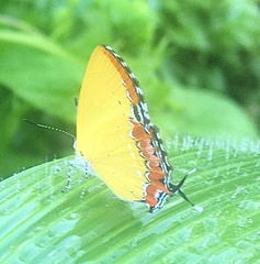 Heliophorus epicles