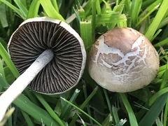Panaeolus fimicola