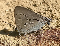 Ancema ctesia