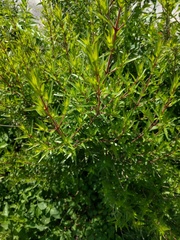 Anisacanthus quadrifidus wrightii