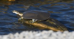 Apalone mutica mutica