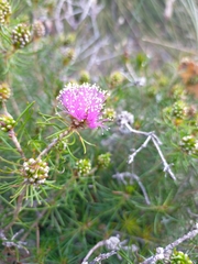 Melaleuca parviceps