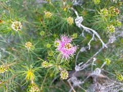 Melaleuca parviceps