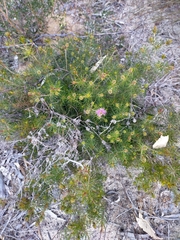 Melaleuca parviceps